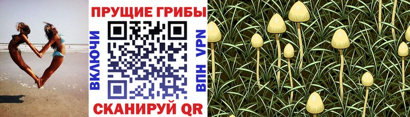 Псилоцибиновые грибы MAGIC MUSHROOMS Фурманов